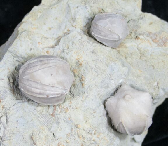 Multiple Blastoid (Pentremites) Plate - Illinois #10655